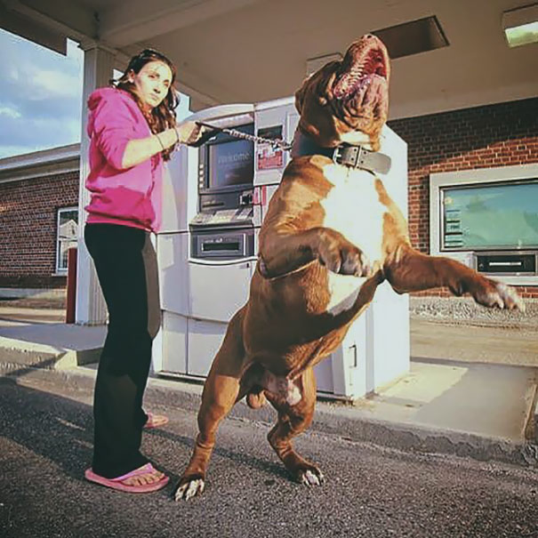 Những chú chó vào vai bảo kê máu mặt tại các cây ATM vào ban đêm - Ảnh 17.