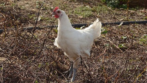 Thịt g&agrave; thượng hạng bậc nhất thế giới, gi&aacute; tới 1,1 triệu/kg: Ăn uống cầu kỳ, chuồng nu&ocirc;i rộng tới 10m2 - Ảnh 9.