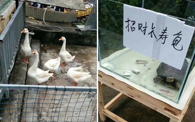 Ghé thăm sở thú Trung Quốc để xem động vật quý hiếm, du khách ngẩn tò te khi thấy đàn chim cánh cụt... bơm hơi - Ảnh 6.