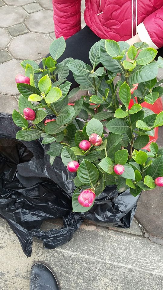 Hà Nội: Cây hoa hải đường đẹp như mộng nhưng tất cả chỉ là dàn dựng - Ảnh 6.