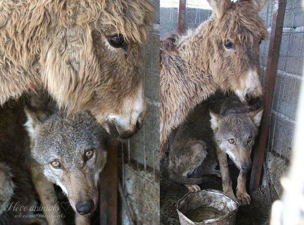 Ném lừa già vào chuồng làm mồi cho chó sói háu đói, người dân kinh ngạc khi chứng kiến cảnh tượng sau đó - Ảnh 1.