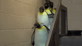 15 hình ảnh minh chứng vì sao chim cánh cụt là linh vật mùa đông - Ảnh 7.