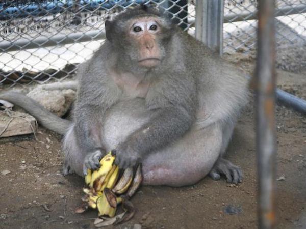 A100071 Uncle Fat Obese Monkey 1495975876127 