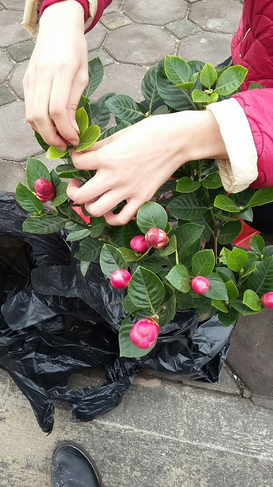 Hà Nội: Cây hoa hải đường đẹp như mộng nhưng tất cả chỉ là dàn dựng - Ảnh 3.