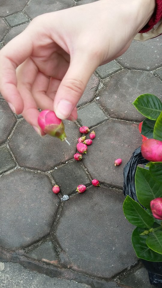 Hà Nội: Cây hoa hải đường đẹp như mộng nhưng tất cả chỉ là dàn dựng - Ảnh 4.