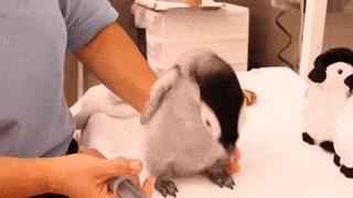 15 hình ảnh minh chứng vì sao chim cánh cụt là linh vật mùa đông - Ảnh 23.