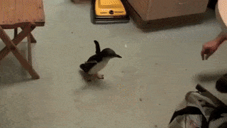 15 hình ảnh minh chứng vì sao chim cánh cụt là linh vật mùa đông - Ảnh 1.