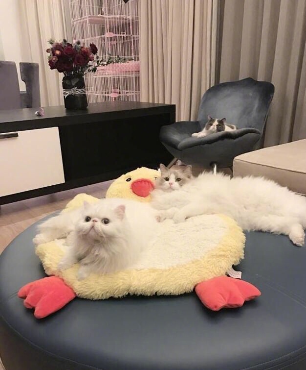 Chưa cần đ&aacute;m cưới, tổ ấm si&ecirc;u sang của L&yacute; Thần - Phạm Băng Băng đ&atilde; khiến d&acirc;n t&igrave;nh cho&aacute;ng ngợp - Ảnh 3.