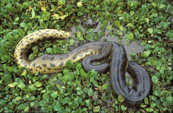 Trăn Anaconda vs rắn hổ mang chúa - quái vật đụng độ, loài nào thắng? - Ảnh 3.