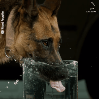Hình ảnh đáng yêu hình ảnh chó uống nước và thả dáng đáng yêu