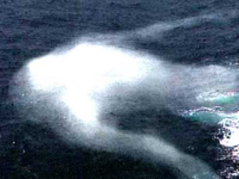 Bí ẩn chưa được giải đáp về quái vật biển khổng lồ hình người tại Nam Cực - Ảnh 4.