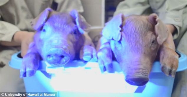 Lợn phát sáng lập lòe trong bóng đêm - thí nghiệm điên rồ đến từ nhà nghiên cứu thích thể hiện? - Ảnh 1.