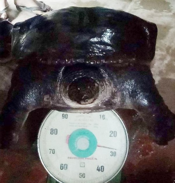 Người d&acirc;n bắt được cặp ba ba 50kg tr&ecirc;n b&atilde;i c&aacute;t ven s&ocirc;ng Đuống - Ảnh 1.
