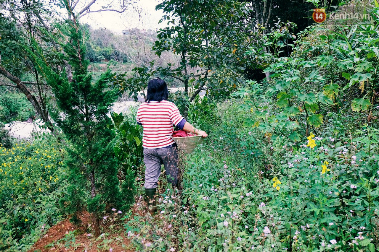 Cô thạc sĩ Sài Gòn bỏ phố lên rừng, trồng hoa và sống trong ngôi nhà nhỏ với 5 chú mèo ở Đà Lạt
