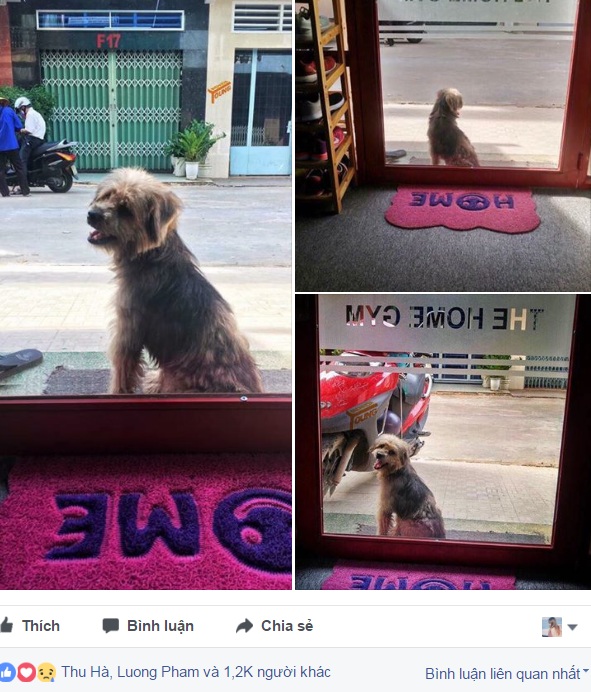 Xúc động nhất Facebook hôm nay: Chú chó ở Đồng Nai quay về tìm chủ cũ sau 3 năm bị bắt đi - Ảnh 1.