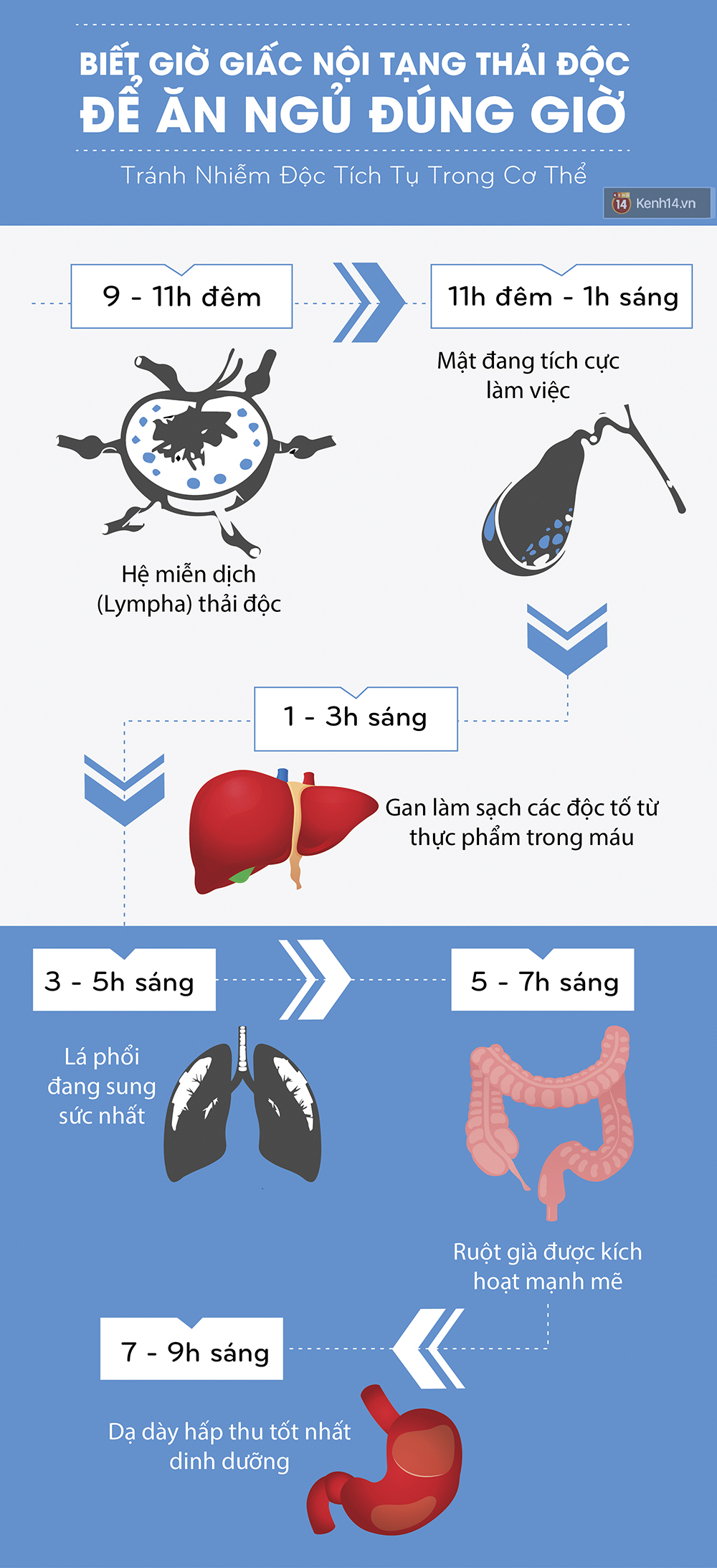 Đ&aacute;ng ngại nhiễm độc cơ thể nếu ch&uacute;ng ta kh&ocirc;ng biết giờ giấc nội tạng thải độc - Ảnh 2.