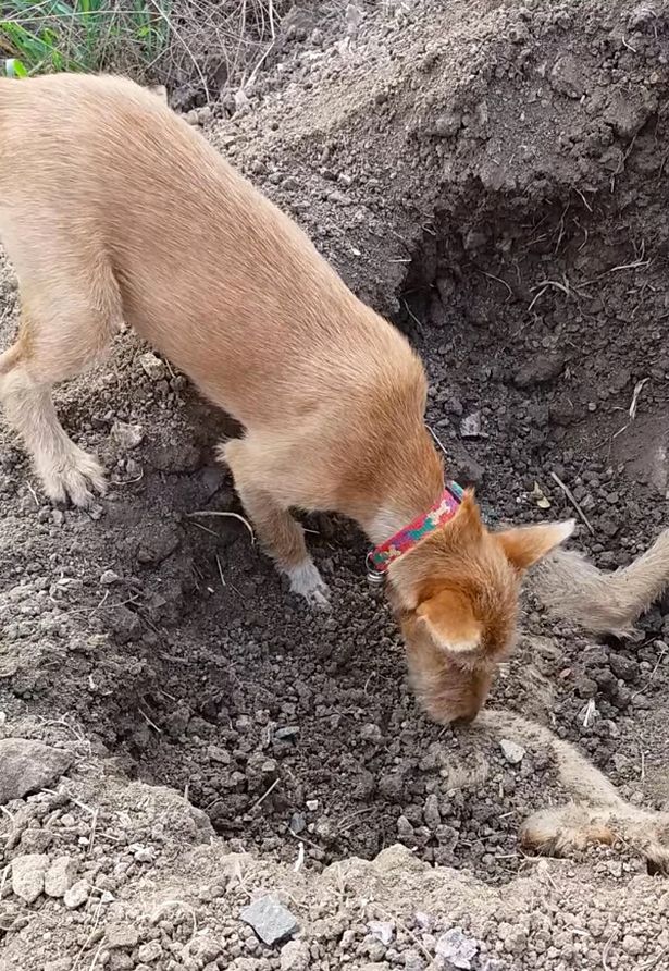 Chú chó hoang tình nghĩa tự đào hố chôn bạn thân qua đời vì tai nạn - Ảnh 2.