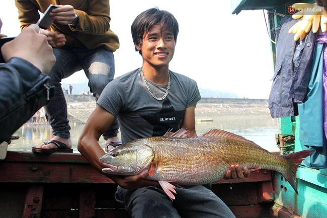 Nghệ An: Bắt được cá màu vàng óng nghi sủ vàng quý hiếm nặng hơn 8kg - Ảnh 1.