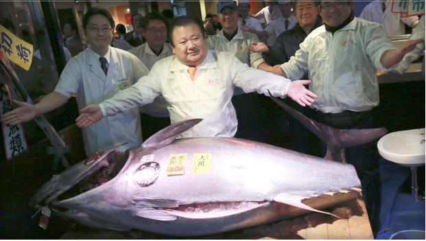 Ông chủ Nhật Bản bỏ ra hơn 14 tỷ đồng để mua một con cá - Ảnh 1.