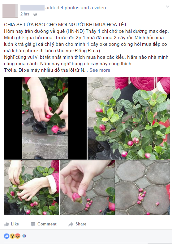 Mua hoa hải đường chưng Tết ở Hà Nội, ngã ngửa khi biết nụ hoa được gắn bằng... kẽm - Ảnh 2.
