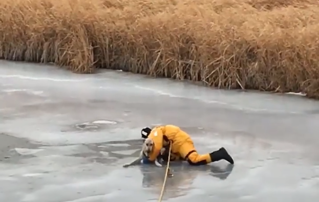 Tưởng chết trên dòng sông băng, chú chó được người lính cứu hỏa liều mình giải cứu - Ảnh 1.