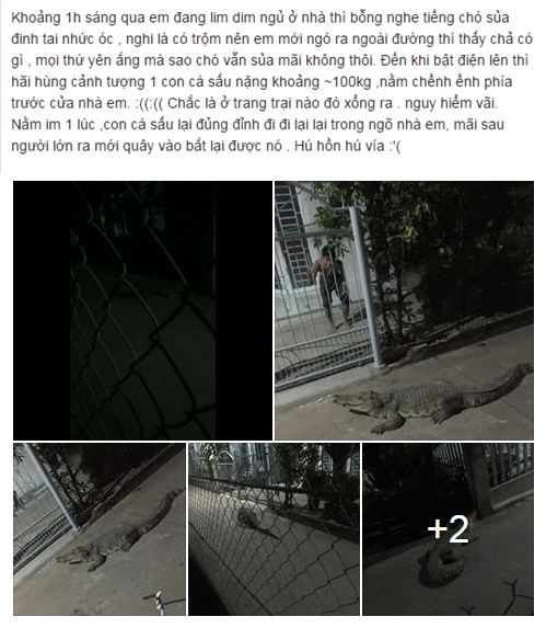Clip: C&aacute; sấu đi lang thang trong đ&ecirc;m ngay trước cửa nh&agrave; d&acirc;n ở Đồng Nai - Ảnh 1.