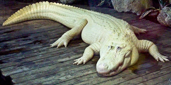 Rare Albino Crocodile Emerges from Valley, a Sight to Behold