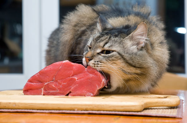 cat-eats-steak-1495527054332.jpg