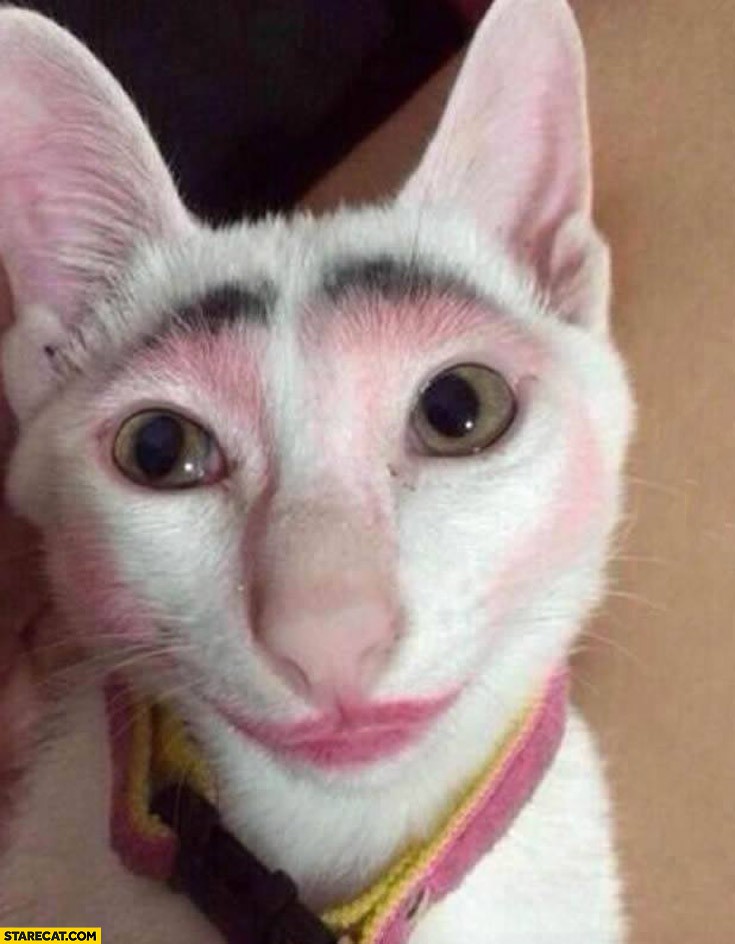 cat-makeup-never-leave-your-cat-alone-wi