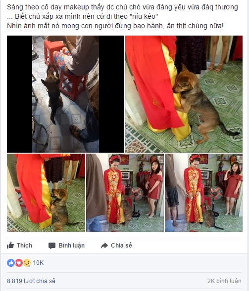Biết cô chủ sắp làm đám cưới về nhà chồng, chú chó nhỏ ôm chặt chân không chịu rời đi - Ảnh 1.