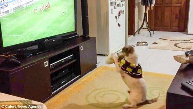 Đội bóng yêu thích ghi bàn thắng, chú chó nhảy nhót điên cuồng như fan chính hiệu - Ảnh 4.