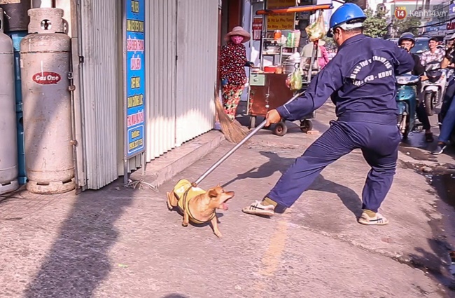 Clip: Tiếp tục ra quân bắt chó thả rông ở Sài Gòn, nhiều chó nhà bị Đội săn bắt “tóm” khiến chủ ngơ ngác - Ảnh 6.