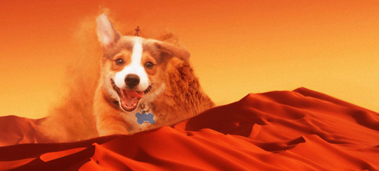 Đây là chú chó ăn ảnh đang khiến các thánh Photoshop phát cuồng - Ảnh 9.