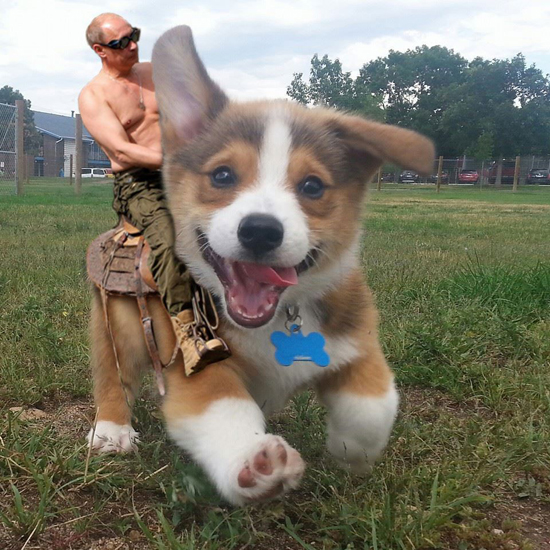 Đây là chú chó ăn ảnh đang khiến các thánh Photoshop phát cuồng - Ảnh 13.
