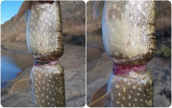 Ch&uacute; c&aacute; bị v&ograve;ng nhựa siết gần đứt đ&ocirc;i - Bức h&igrave;nh cho thấy t&aacute;c động của r&aacute;c nhựa đang thực sự nghi&ecirc;m trọng - Ảnh 2.