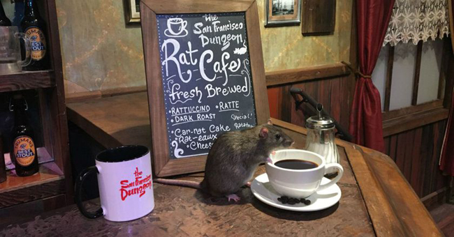 Quán cà phê chuột không dành cho những vị khách yếu tim - Ảnh 1.