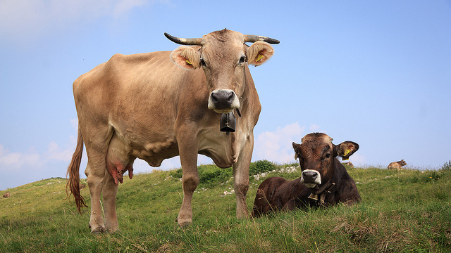 Loài bò ngày càng có nhiều khả năng siêu phàm! Giờ chúng còn đang giúp con người điều trị HIV - Ảnh 3.
