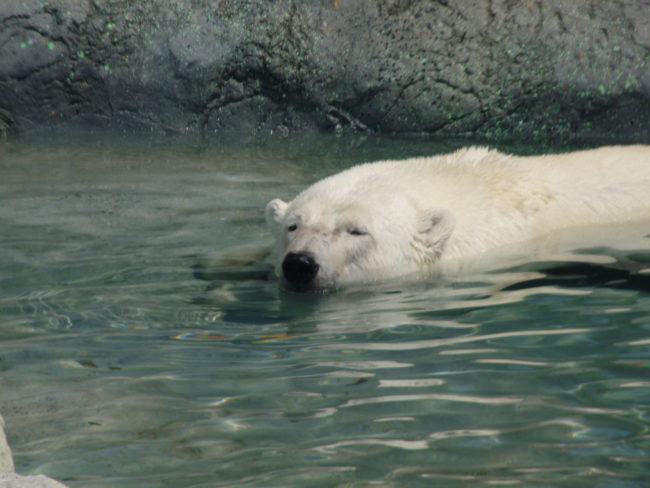Nhìn thì dễ thương, nhưng hình ảnh chú gấu Bắc Cực này thực chất là một câu chuyện đáng buồn - Ảnh 3.