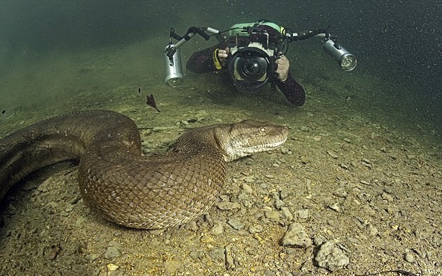 Nói đến trăn Anaconda ai cũng sợ nhưng ẩn sau bức hình này là sự thật mà ai nghe cũng dựng tóc gáy - Ảnh 2.