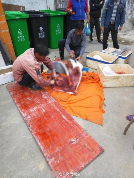 Kinh hãi khi thấy cá heo trắng được xẻ thịt bày bán trên đường phố Trung Quốc - Ảnh 2.