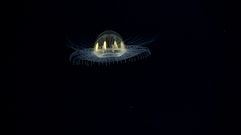 Phát hiện sinh vật kỳ dị có hình đĩa bay, phát sáng như UFO dưới biển sâu Thái Bình Dương - Ảnh 2.