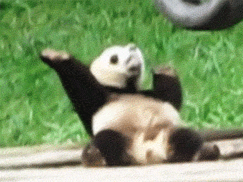 15 b&eacute; động vật c&ograve;n quẩy nhiệt hơn cả con người - Ảnh 5.