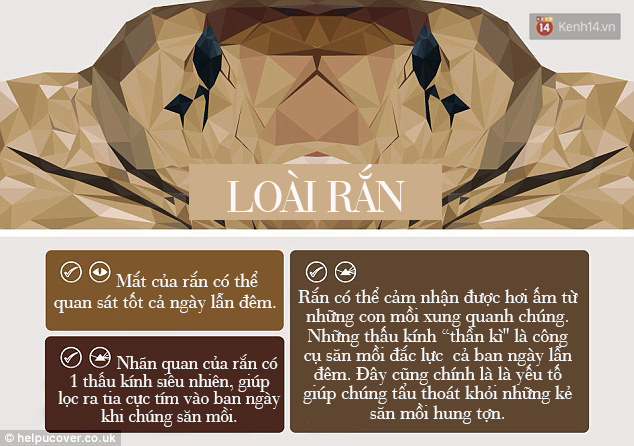 Đây là cách nhìn đời qua lăng kính của các loài động vật - đảm bảo bạn sẽ cực bất ngờ - Ảnh 5.