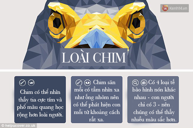 Đây là cách nhìn đời qua lăng kính của các loài động vật - đảm bảo bạn sẽ cực bất ngờ - Ảnh 7.