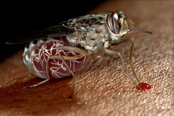Phát hiện ra cơ chế hút, truyền bệnh chết người - nguy hiểm hơn cả sốt xuất huyết của loài ruồi xê xê - Ảnh 3.
