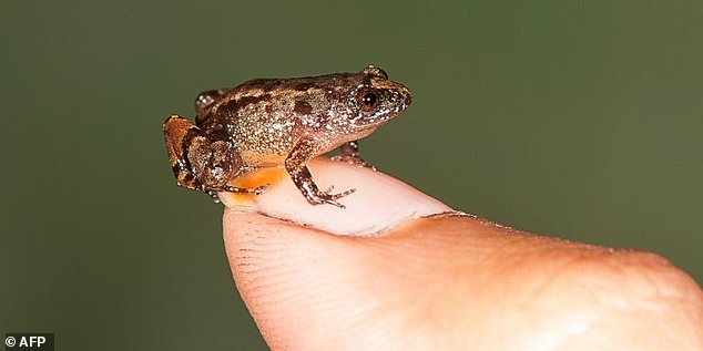 Phát hiện loài ếch mới bé tí xíu, thừa sức đặt trên móng tay - Ảnh 2.