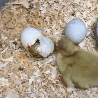 Kh&aacute;m ph&aacute; 16 khoảnh khắc ch&agrave;o đời của c&aacute;c lo&agrave;i động vật - Ảnh 3.