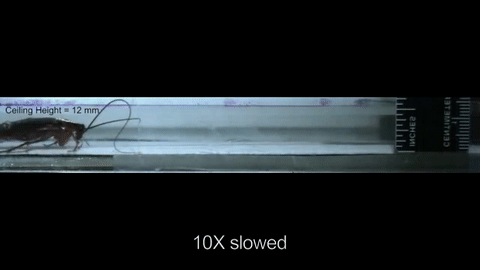 Muốn giết gi&aacute;n th&igrave; phải đập cho n&aacute;t b&eacute;t, v&igrave; ch&uacute;ng c&oacute; khả năng kinh ho&agrave;ng n&agrave;y - Ảnh 3.