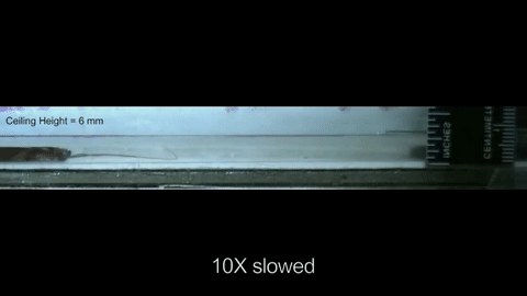 Muốn giết gi&aacute;n th&igrave; phải đập cho n&aacute;t b&eacute;t, v&igrave; ch&uacute;ng c&oacute; khả năng kinh ho&agrave;ng n&agrave;y - Ảnh 5.