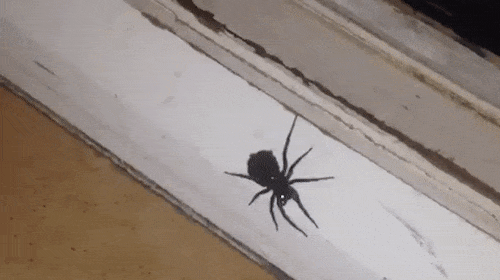Kinh hoàng cảnh đàn nhện con chui ra từ bụng mẹ khi bị phun thuốc diệt côn trùng - Ảnh 2.